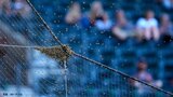 まさかの珍客騒動は約1時間20分後に収束 大谷翔平出場のドジャース戦、蜂の大量発生で約2時間遅れで試合開始 |TBS NEWS DIG