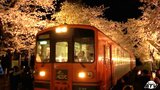 「桜のトンネル」×「津軽鉄道」　夜にはライトアップもされてより美しく　風情あふれる　芦野公園|TBS NEWS DIG
