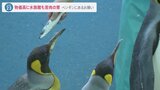 猛暑+物価高 水族館ではエサを“格安”のサバに変更もペンギンはお気に召さず…飼育員の奮闘続く【news23】|TBS NEWS DIG