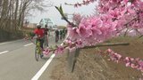 サクラやモモの花が咲く中を颯爽と駆け抜ける　花と自転車を楽しむイベント|TBS NEWS DIG