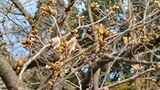 福岡で桜が開花 平年より遅いのは2017年以来7年ぶり 福岡管区気象台が発表|TBS NEWS DIG