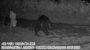 【クマ出没】箱わなで捕獲した体長1.2mのメスを駆除、5月以降出没を繰り返していたクマか…付近に設置のカメラには別のクマが記録 札幌市豊平区 | 北海道のニュース|HBC北海道放送