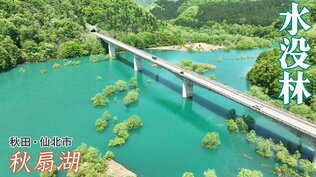 空中散歩「秋田編」　今しか見ることができない、新緑が映える秋扇湖の水没林　|　IBC NEWS | IBC岩手放送