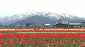 残雪の北アルプスとチューリップ200万本の競演“にゅうぜんフラワーロード”見頃 富山・入善町　|　富山のニュース｜天気・防災｜チューリップテレビ