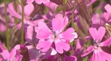 一面に広がるピンク色のじゅうたん…長野・南箕輪村で鮮やかな「フクロ