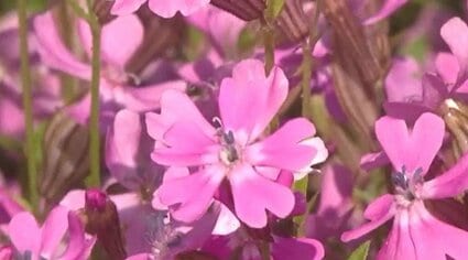 一面に広がるピンク色のじゅうたん…長野・南箕輪村で鮮やかな「フクロ