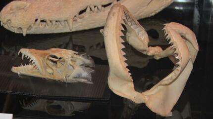 動物の歯はこんなに違う！ 沖縄こどもの国で企画展 | 沖縄のニュース