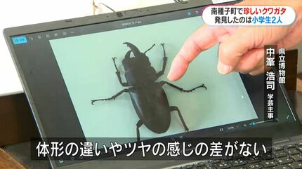 左がメス？右がオス？種子島で珍しいクワガタを小学生が発見「育てれば