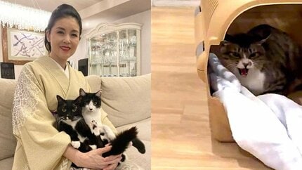 藤あや子 】保護猫「じゃこ天」くん 1か月の隔離が無事終了 先輩猫マル