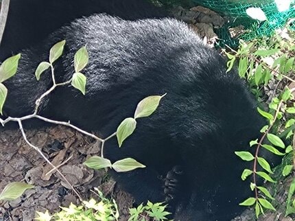 すぐそばにクマが…上山市の民家にクマ居座る 現場の画像を住民が撮影