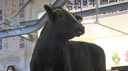 1頭111万円での取引も！ 沖縄・黒島で子牛の初