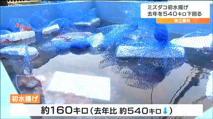 大幅に少ない」特産のミズダコ 去年より540キロ少ない160キロの初