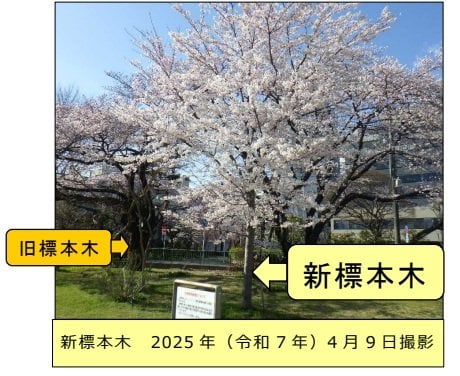 仙台管区気象台がサクラの標本木を敷地内の別の木に変更　老木化が理由　73年で「御役御免」|TBS NEWS DIG