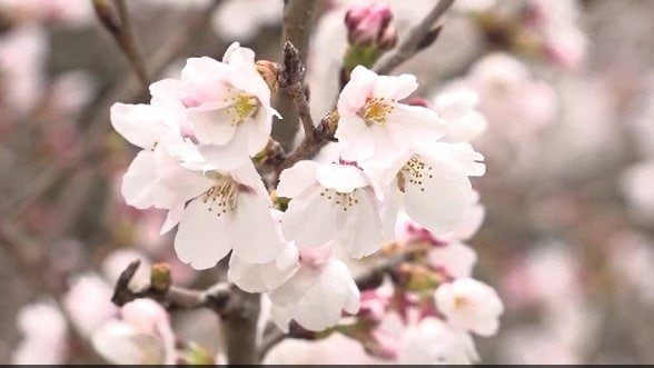 残雪の中央アルプスとサクラ並木…長野・飯島町「コヒガンザクラ」や「ソメイヨシノ」約100本が見ごろ|TBS NEWS DIG