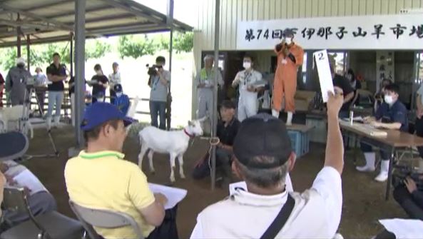 最高値は16万2,000円　ペットとしての取引や栄養価の高いミルクにも注目　全国的にも珍しい子ヤギの競り市　（長野・飯田市）|TBS NEWS DIG