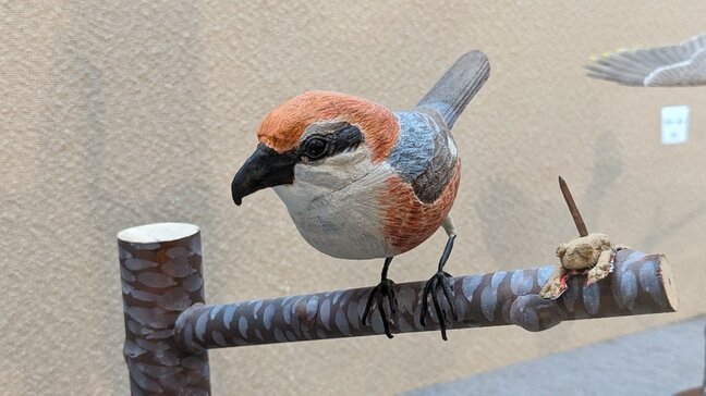 精巧な木彫り作品から野鳥の愛らしさや息づかいが伝わる バードカービング作品展 岩手・花巻市|TBS NEWS DIG