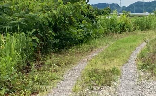 空き地で見つかった女性の遺体　付近に住む73歳女性と判明　死因は熱中症とみられる　富山|TBS NEWS DIG