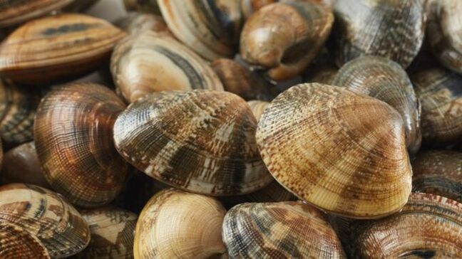 今年初　笠岡市の海岸で採取したアサリから「貝毒」検出　近隣海域で採取したアサリを食べないよう呼びかけ【岡山】|TBS NEWS DIG