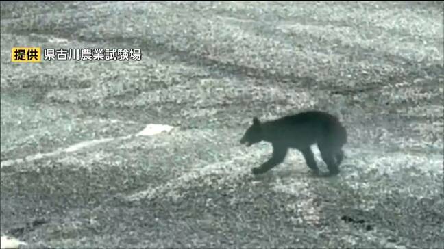 古川農業試験場にクマ出没で職員がクマの映像撮影 同日に2㎞先で女性重傷クマ人身被害も 宮城・大崎市|TBS NEWS DIG