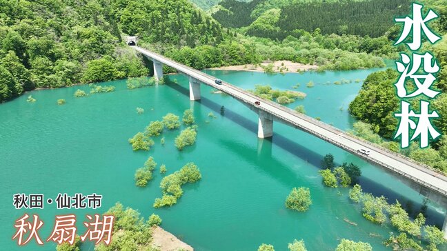 空中散歩「秋田編」　今しか見ることができない、新緑が映える秋扇湖の水没林|TBS NEWS DIG