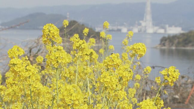 ２０００株が満開　笠戸島の菜の花が見頃　山口・下松　|TBS NEWS DIG