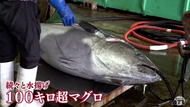 14年連続の最高値獲得なるか「黒いダイヤ」青森県大間産本マグロ初競りに向け豊洲市場などへ出荷|TBS NEWS DIG