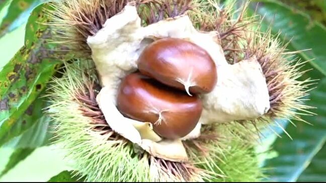 ホクホク！秋の味覚「能登栗」 来訪者は能登半島地震で例年の3割まで減るも農業ボランティアの手を借りて営業 石川・穴水町　|TBS NEWS DIG