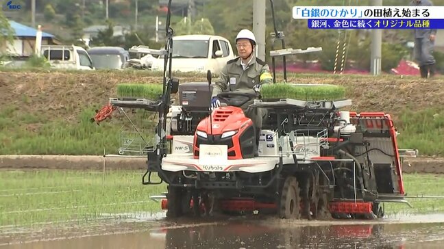 ヤマセに負けない岩手県オリジナル新品種「白銀のひかり」 達増岩手県知事が田植え|TBS NEWS DIG