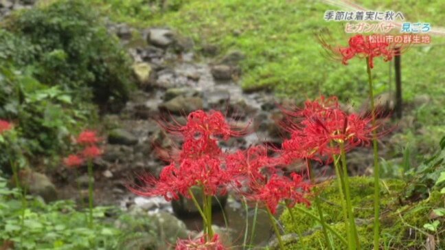 少しずつ秋の気配  松山市の山あい 窪野町でヒガンバナ見ごろ |TBS NEWS DIG