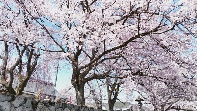 全国で最も早く甲府の桜が満開に 南アルプス市の妙了寺では3種類の桜が見頃迎える 山梨|TBS NEWS DIG