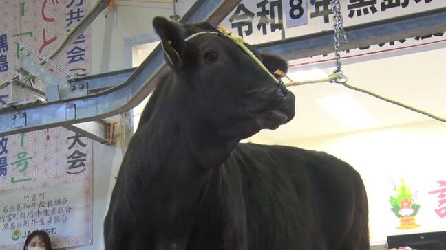 1頭111万円での取引も！　沖縄・黒島で子牛の初競り　120頭近くが競りにかけられる|TBS NEWS DIG