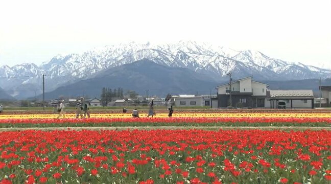 残雪の北アルプスとチューリップ200万本の競演“にゅうぜんフラワーロード”見頃 富山・入善町|TBS NEWS DIG