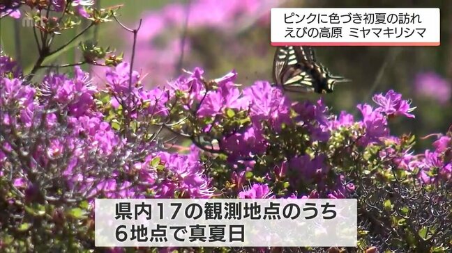 西米良村31.4℃など　宮崎県内は内陸を中心に「真夏日」　標高1200ｍのえびの高原では「ミヤマキリシマ」が満開に|TBS NEWS DIG