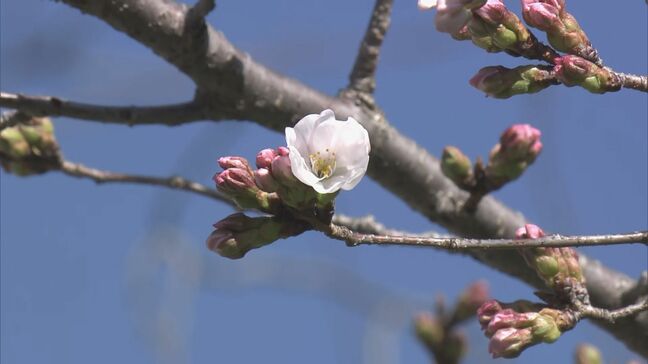【速報】岐阜で桜開花 2023年などと並び観測史上最も早い 高知と並び全国トップタイ 地方気象台が発表|TBS NEWS DIG