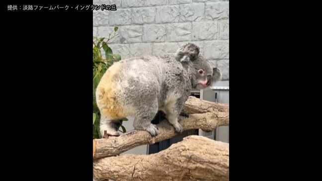  ほっぺムギュッ！飼育員に抱きかかえられるコアラ　新たに仲間入りしたコアラ「こまち」の一般公開はじまる　「淡路ファームパーク・イングランドの丘」|TBS NEWS DIG