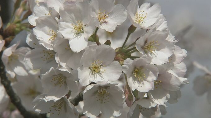 実は冬場も忙しい…日本さくら名所100選の桜並木を守る職人「桜守」　維持・管理するサクラは1万本　サクラに魅せられ静岡から移住も　|　BSSニュース | BSS山陰放送