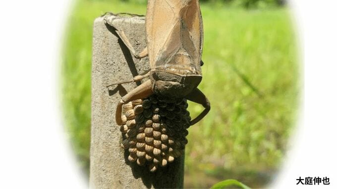 【タガメ】アリと乾燥から卵を守るため「産卵場所を厳選」していた【長崎大学・倉敷芸術科学大学】|TBS NEWS DIG
