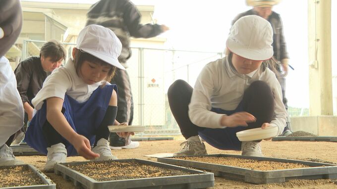 児童８人がもみまき　来月には田植え　秋には収穫祭　山口・周南|TBS NEWS DIG