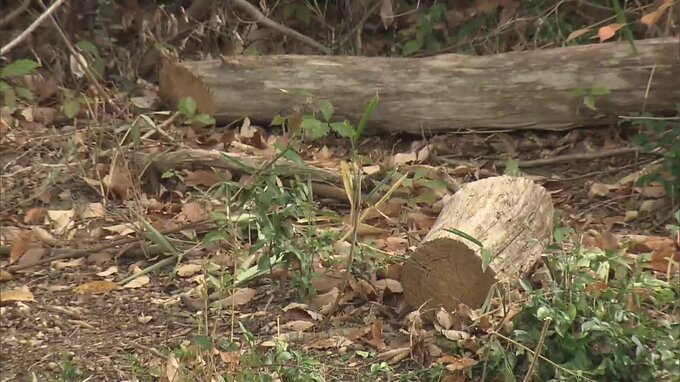 約15ｍの木の下敷きになった男性が意識不明　町内会のボランティアで木の伐採中　広島　|　RCC NEWS | 広島ニュース | RCC中国放送