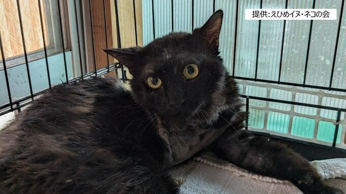 「痛々しい姿を見ると半ば虐待に近い」足を失ったネコが複数発見 動物虐待の可能性も視野に調査 愛媛県・新居浜市　|　愛媛のニュース - Nスタえひめ｜あいテレビは6チャンネル