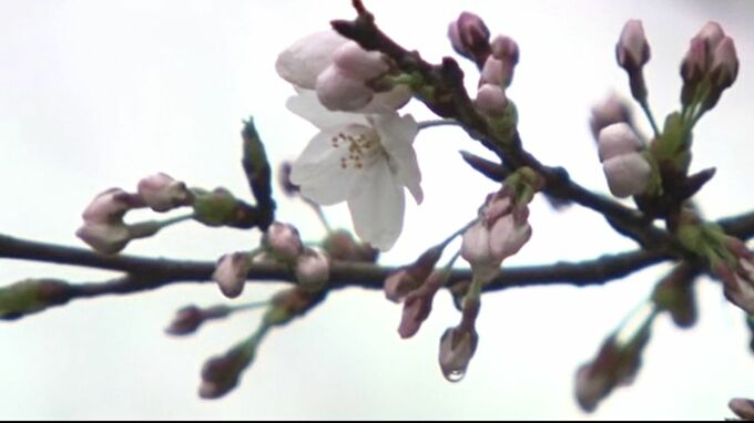 「寒の戻り」 28日の金沢は前日から15度以上も気温低く 桜の開花はいつに？　|　石川県のニュース｜MRO北陸放送