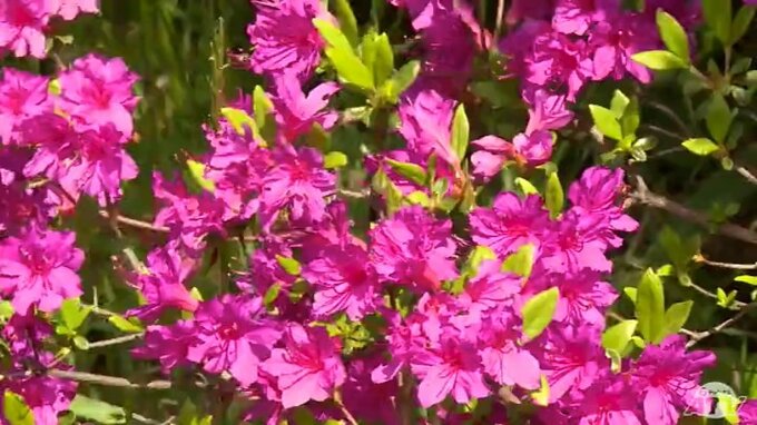 ツツジ満開　陸奥湾と鯛島も共演　むつ市脇野沢・愛宕山公園|TBS NEWS DIG