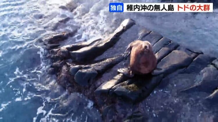 宗谷岬沖の弁天島をトドの大群が占拠 繁殖地のサハリンからエサを求め