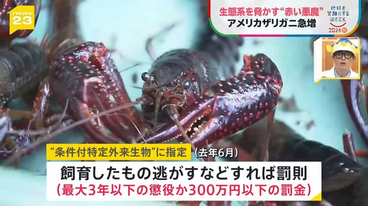 さかなクンと考える「外来種」 駆除ザリガニを“えさ”に 外来生物と共存