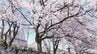 全国で最も早く甲府の桜が満開に　南アルプス市の妙了寺では3種類の桜が見頃迎える　山梨　|　山梨のニュース | ＵＴＹテレビ山梨