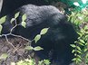 すぐそばにクマが…上山市の民家にクマ居座る　現場の画像を住民が撮影　庄内町でも民家でクマがコロンと…（山形）　|　山形のニュース│TUYテレビユー山形
