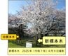 仙台管区気象台がサクラの標本木を敷地内の別の木に変更　老木化が理由　73年で「御役御免」　|　宮城のニュース│tbc NEWS│tbc東北放送