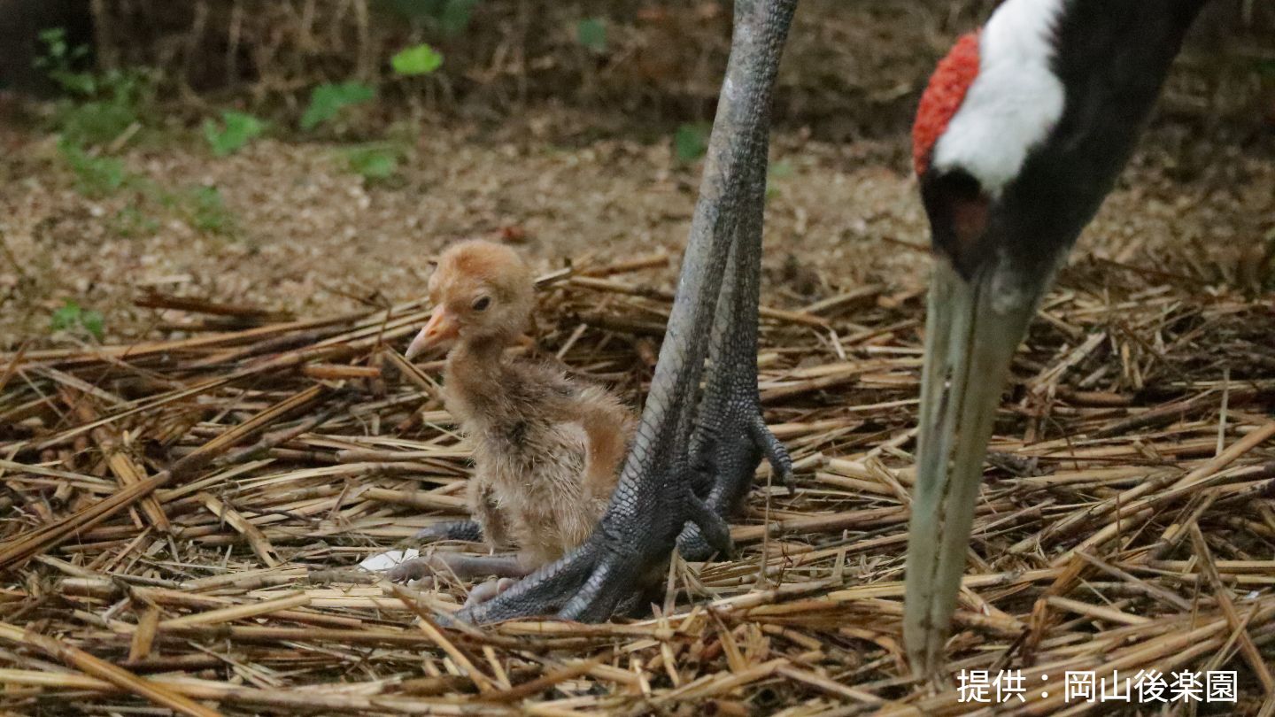 後楽園で23年ぶりにタンチョウのヒナ誕生 自然保護センターから譲渡