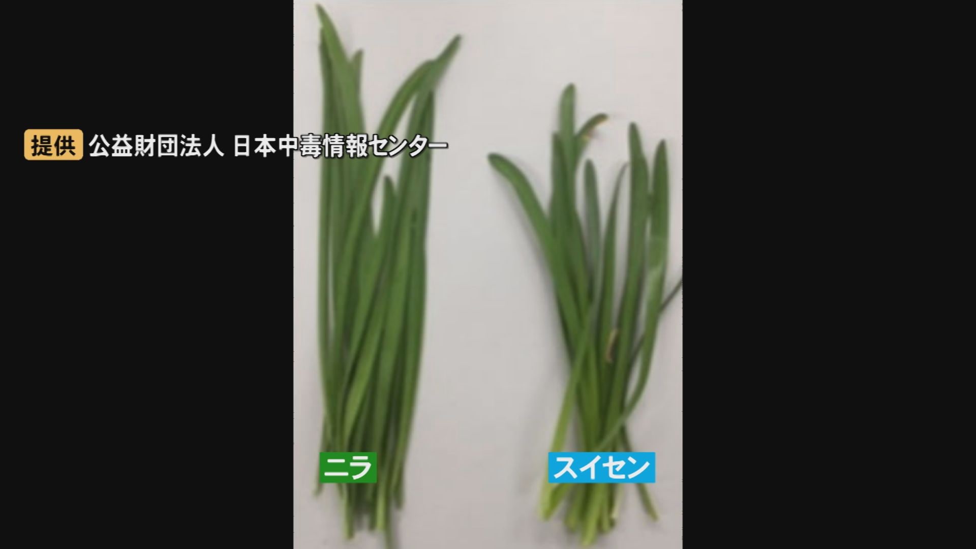 ニラ 様 スイセンをニラと間違え食中毒 畑から間違って採取 鍋の具として食べた