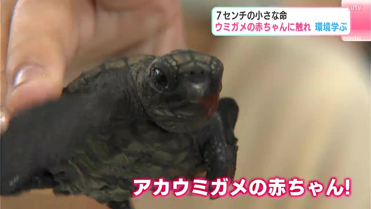 めっちゃかわいい」7センチの小さな命 児童がウミガメの赤ちゃんに触れ